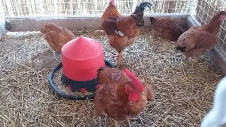 Alapos ellenőrzésekre számíthatnak a baromfitartók a madárinfluenza megelőzése érdekében