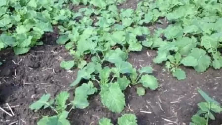 A repce gyomirtásának aktuális kérdései