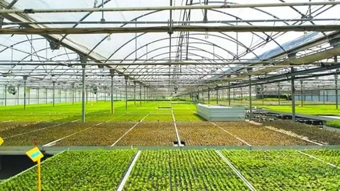 „Okos” fóliasátrak a sivatagban