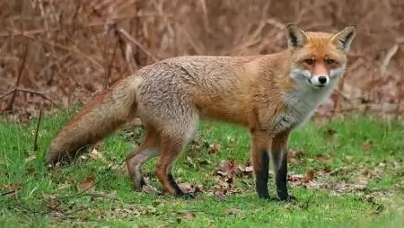 Indul az őszi rókavakcinázás