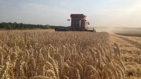 SAATEN-UNION HIBRIDBÚZÁK TERMÉSTANÚSÍTÁSA A MAGYAR KUKORICA KLUB MÉRÉSEI ALAPJÁN, 2014–2017 (FRISS EREDMÉNYEK+VIDEÓ+MOBILAPP!)