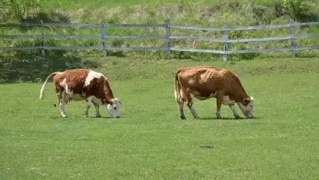 Növekedésnek indult az unió állatállománya