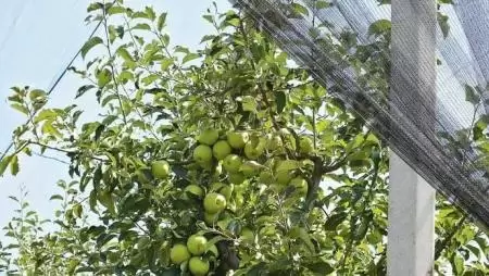 Alma növényvédelmi bemutató Kölcsén – Rügyfakadástól lombhullásig