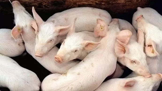 Sertéstakarmányozás