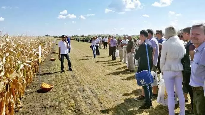 Vetőmagok a Gabonakutatótól