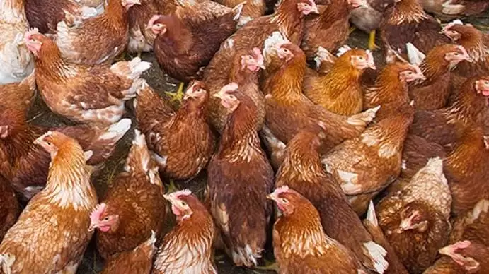 Az ártatlanság védelme