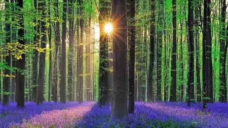 Több ponton módosult az erdősítési pályázat