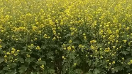 Fordulat a repce gyomirtásában