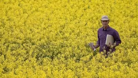 Európai repcehelyzet  