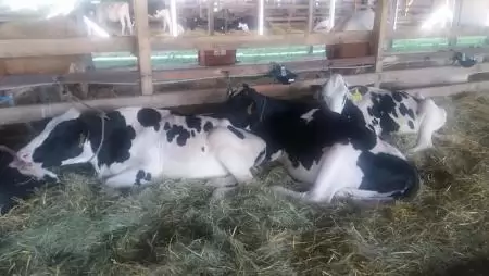 10 milliárd forinttal több támogatás a szarvasmarhatartóknak 