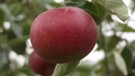 Ősrégi fajta lehet az év gyümölcse