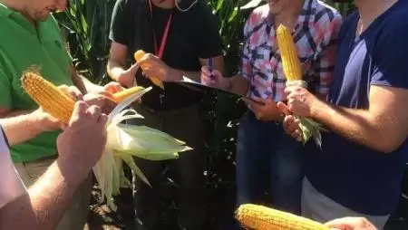 Ezt meg hogy csinálta? 17 tonnás kukoricát termelt a gazda