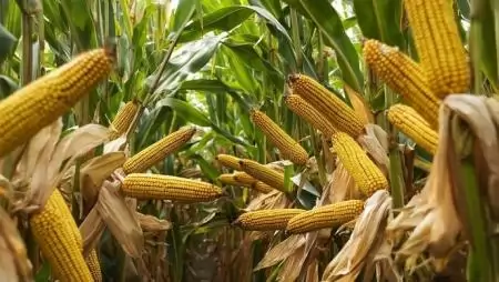 Több mint nyolc tonna a kukorica átlagtermése Tolnában