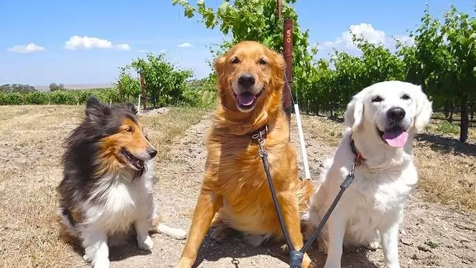 Növényvédelem kutyával