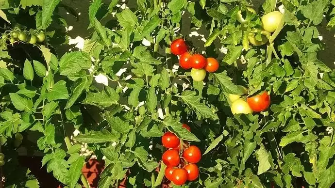 A gyümölcstermesztők közepes, a zöldségtermelők jó évet zártak