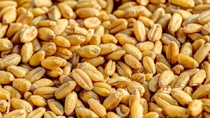 Sikeresen zárultak a tárgyalások a búza export engedélyeztetése érdekében