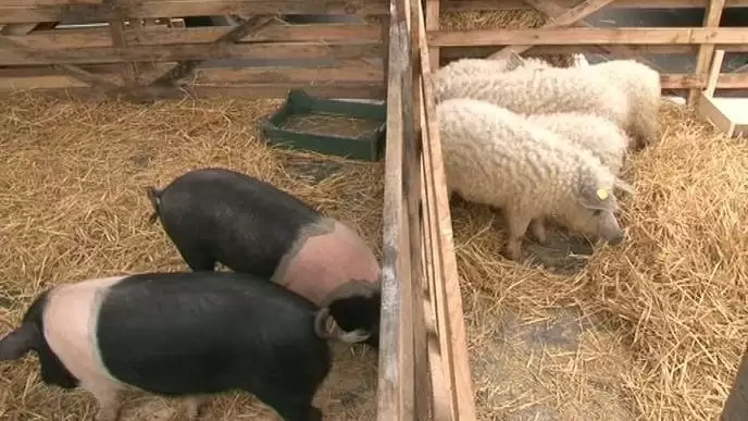 Itt a Kánaán: Romániában ingyen osztogatják a malacokat