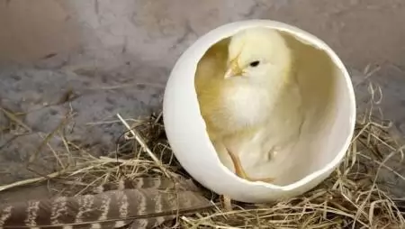 Tortúra a tojás körül