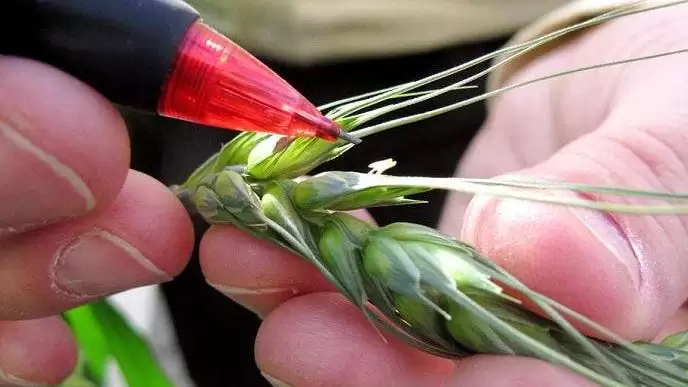 Szupersebesség: nyolc hét alatt beérik a búza