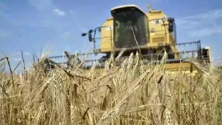 100 milliárd forintot buktak a gabonatermelők