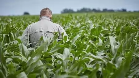 Lesz még lejjebb is a kukoricatermesztőknek