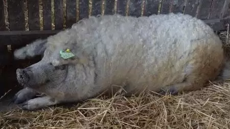 Ingyen malacokat ad a román kormány a mangalica és a báznai sertésfajták tenyésztőinek