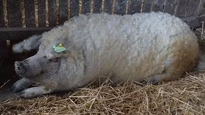 Ingyen malacokat ad a román kormány a mangalica és a báznai sertésfajták tenyésztőinek