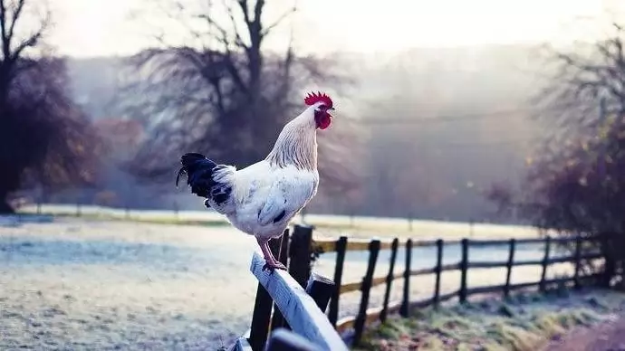 A gazdák kelnek a legkorábban, és ők dolgoznak a legtöbbet?