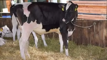 Az állattenyésztés jövőjéről tanácskoztak a 10. Berlini Agrárminiszteri Csúcs résztvevői