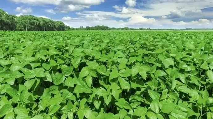 Újabb négy ország csatlakozott az Európai Szója Nyilatkozathoz