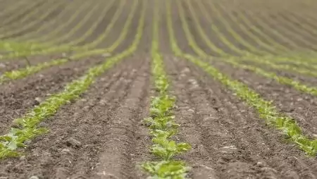 A Väderstad Tempo még tökéletesebb eredményt biztosít aprómagvú növények esetében