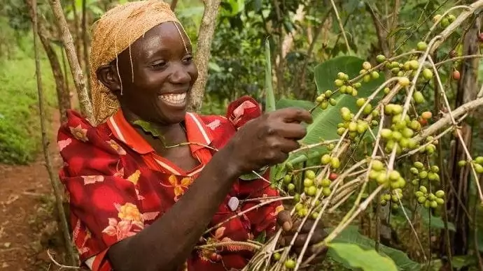 Bűnözők kezéből isszuk a reggeli kávénkat