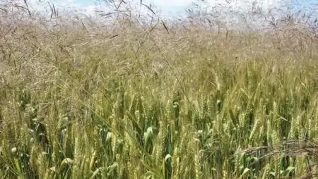 Őszi búza gyomirtása – A fajösszetétel jelentős változása nehezíti a hatékony növényvédelmet