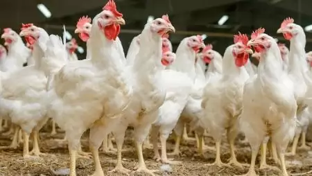 Csak 50 nap az élete, de micsoda fényűzésben telik!