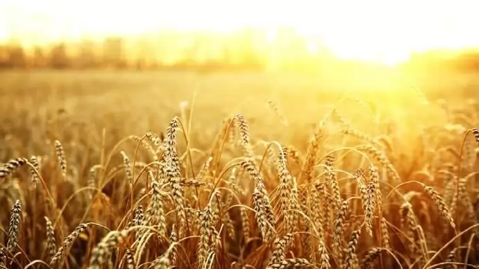 Rekordév után a német agrárexport
