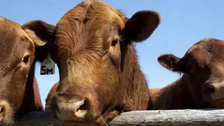 Csak bikákból álló csorda? Megoldható!