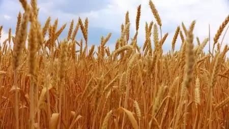 A gabonatermő területek mérete nem változik az EU-ban