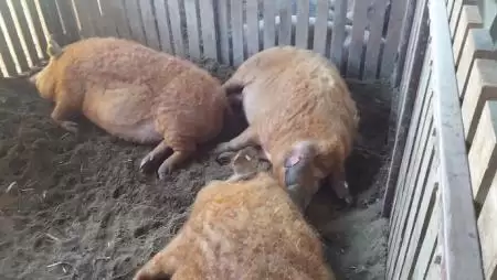 Legyen malacod!: virtuális hízlalás, valódi disznótor