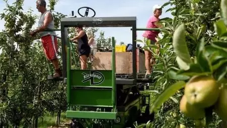 Elfogytak az idénymunkások, el fog rothadni a termés