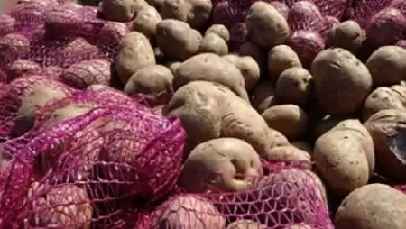 Karantén károsítót azonosított a Nébih egy romániai vetőburgonya tételben