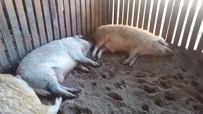 Sikerült stabilizálni az állattenyésztést