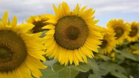 SAATEN-UNION. ÉLENJÁRÓ TELJESÍTMÉNY.