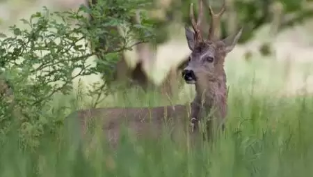 A vadállatok is megérezték a rendszerváltást