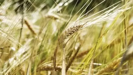 Durumbúza integráció az MF Agráriától  – Vetőmag tiszta forrásból