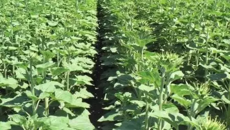 A napraforgó gyomirtása