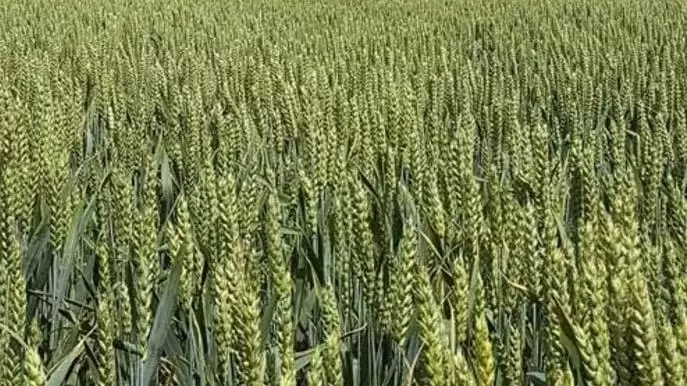 A kalászos gombaölő szerek jövője – Minőségi védelem a BASF-től