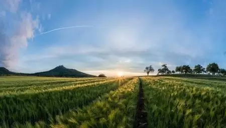 Idén sok tavaszi árpát vetnek az EU-ban