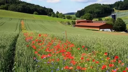 Vadvirágok menthetik meg a gabonánkat