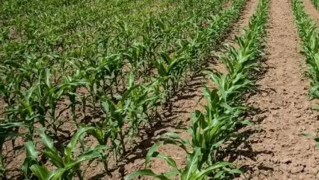 A kukorica trágyázása