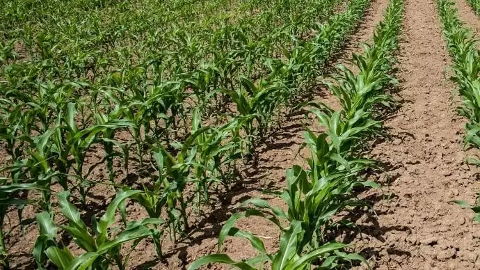 A kukorica trágyázása